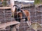 mooie moeflon kudde, Dieren en Toebehoren, Schaap, Meerdere dieren, 0 tot 2 jaar