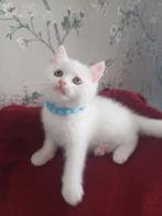 Britse koorthaar kittens, Kater, Gechipt