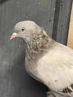 Duiven (Takla), Dieren en Toebehoren, Vogels | Duiven, Vrouwelijk