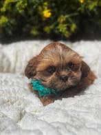 Uniek mooie Lhasa apso pups te koop, Dieren en Toebehoren, België, Overige rassen, CDV (hondenziekte), 8 tot 15 weken