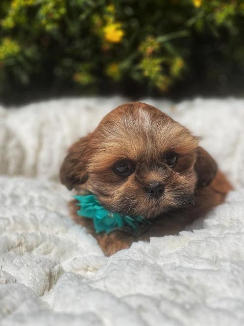 Uniek mooie Lhasa apso pups te koop, Dieren en Toebehoren, Honden | Chihuahua's en Gezelschapshonden, Meerdere dieren, Overige rassen