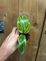 Strelitzia nicolai variegata plant albo white wit mint, Huis en Inrichting, Ophalen of Verzenden, Halfschaduw, Minder dan 100 cm