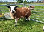 Beste bonte dekrammen, Vrouwelijk, Schaap