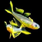 Diverse soorten regenboog vissen op voorraad., Vis, Zoetwatervis, Schoolvis