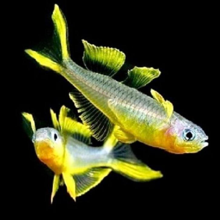 Diverse soorten regenboog vissen op voorraad., Dieren en Toebehoren, Vissen | Aquariumvissen, Zoetwatervis, Vis, Schoolvis