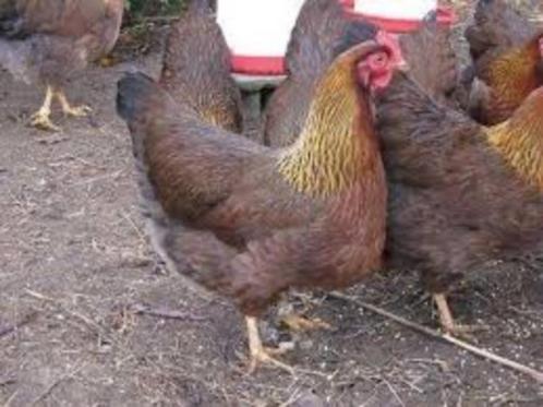 Welsumer kippen, Dieren en Toebehoren, Pluimvee, Kip, Vrouwelijk