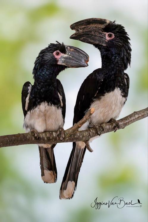 Trompetneushoornvogel man, Dieren en Toebehoren, Vogels | Overige Vogels, Tropenvogel, Mannelijk, Geringd