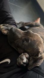 Lieve Amircan Bully puppy, 15 weken tot 1 jaar, Teef, Parvo, Bulldog