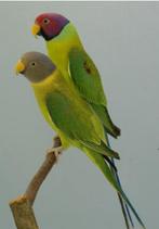 0-2 pruimekop parkieten, Dieren en Toebehoren, Meerdere dieren, Parkiet, Geringd