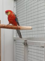 Gezocht stanley rosella pop, Dieren en Toebehoren, Vogels | Parkieten en Papegaaien, Meerdere dieren, Parkiet