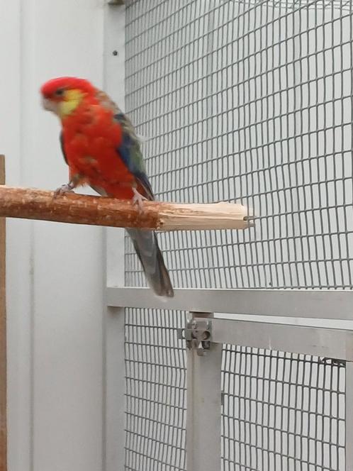 Gezocht stanley rosella pop, Dieren en Toebehoren, Vogels | Parkieten en Papegaaien, Parkiet, Meerdere dieren