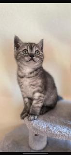Britse korthaar kitten, 0 tot 2 jaar