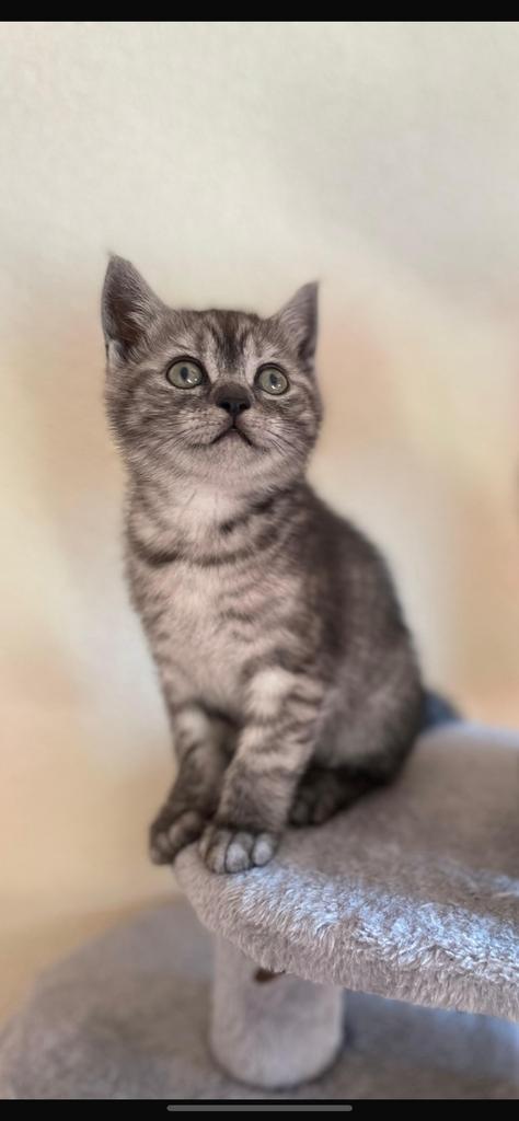 Britse korthaar kitten, Dieren en Toebehoren, Katten en Kittens | Dekkaters, 0 tot 2 jaar
