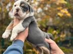 Bullforce Old English Bulldog pracht teefjes 2000€, Nederland, 8 tot 15 weken, Meerdere, Meerdere dieren