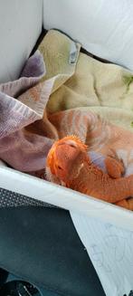 2 baardagaam met terrarium compleet, Ophalen of Verzenden, Zo goed als nieuw, Eenpersoons, Kussen