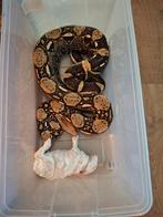 Grote oudere Boa constrictor imperator, Slang
