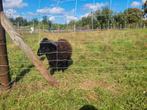 Ouessant ram, Dieren en Toebehoren, Mannelijk, Schaap