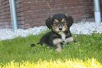 Unieke friese stabij x nova scotia  tolling retriever  pups, Dieren en Toebehoren, Honden | Retrievers, Spaniëls en Waterhonden