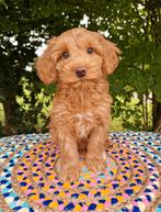 Teckel x poedel pups, Dieren en Toebehoren, Nederland, Overige rassen, CDV (hondenziekte), 8 tot 15 weken