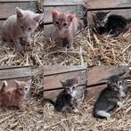 Boerderij kittens, Dieren en Toebehoren, Katten en Kittens | Overige Katten, Meerdere dieren, Kortharig, 0 tot 2 jaar