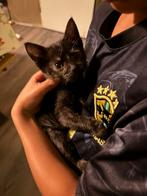 Kittens, Dieren en Toebehoren, Meerdere dieren, 0 tot 2 jaar