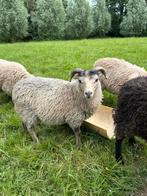 Shetland X Skudde dekrammen, Dieren en Toebehoren, Schapen, Geiten en Varkens, Mannelijk, Schaap, 0 tot 2 jaar