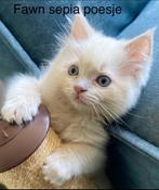 Ragdoll kittens cinnamon en fawn met stamboom / getest, Kater, Ontwormd