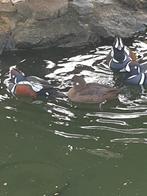 Siereenden watervogels Harlekijn eenden, Dieren en Toebehoren, Vrouwelijk, Eend