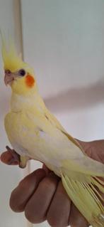 Jonge valkparkiet  bijna 10 weken oud, Geslacht onbekend, Parkiet, Tam