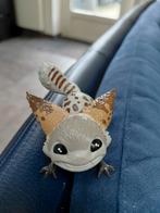 Star Wars Loth-cat Poppetje, Ophalen of Verzenden, Zo goed als nieuw