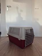 Grote reismand kat of kleine hond, Dieren en Toebehoren, Ophalen