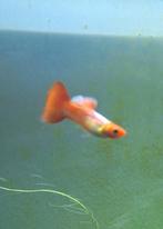 Guppy Neon Golden Red, Dieren en Toebehoren, Vis, Zoetwatervis, Schoolvis