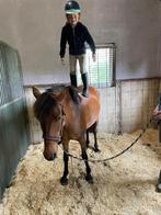10 jarige brave C-pony, Dieren en Toebehoren, Pony's, Niet van toepassing, C pony (1.27m tot 1.37m), 7 tot 10 jaar, Recreatiepony