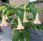 Brugmansia stekken roze, Overige soorten, Volle zon, Vaste plant, Ophalen of Verzenden