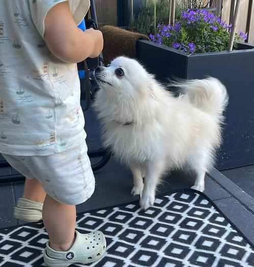 Pomeranian niet gecastreerd man 3 jaar, Dieren en Toebehoren, Honden | Poolhonden, Keeshonden en Oertypen, Reu, Keeshond, Particulier