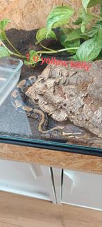 1.0 yellow belly met terrarium, Dieren en Toebehoren, Reptielen en Amfibieën | Toebehoren, Ophalen, Zo goed als nieuw