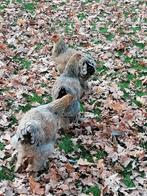 Brahma blauw patrijs groot, Meerdere dieren, Kip