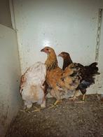 Wyandotte groot, Dieren en Toebehoren, Vrouwelijk, Kip