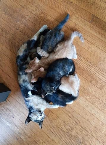 Laatste kans! Super mooie kittens van lapjespoes te koop! beschikbaar voor biedingen