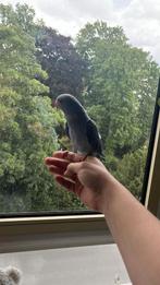 Violet halsbandparkiet, Dieren en Toebehoren, Vogels | Parkieten en Papegaaien, Vrouwelijk, Parkiet