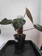 philodendron el choco red, Huis en Inrichting, Kamerplanten, Overige soorten, Minder dan 100 cm, In pot, Ophalen