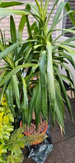 Yucca plant, Huis en Inrichting, 100 tot 150 cm, Halfschaduw, Ophalen