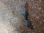 Jonge bourkes blauwe, Meerdere dieren, Parkiet