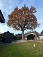 Gratis haardhout grote eik., Tuin en Terras, Haardhout, 6 m³ of meer, Ophalen, Eikenhout