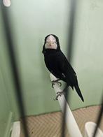 Zeer grote twatwa drukker geringd 2020, Mannelijk, Geringd