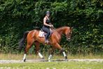 Opvallend brave recreatie ruin met gouden hartje!!, Dieren en Toebehoren, Paarden, B, Gechipt, Ruin, 11 jaar of ouder