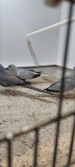 Diamant duiven, Dieren en Toebehoren, Vogels | Overige Vogels, Meerdere dieren, Geringd