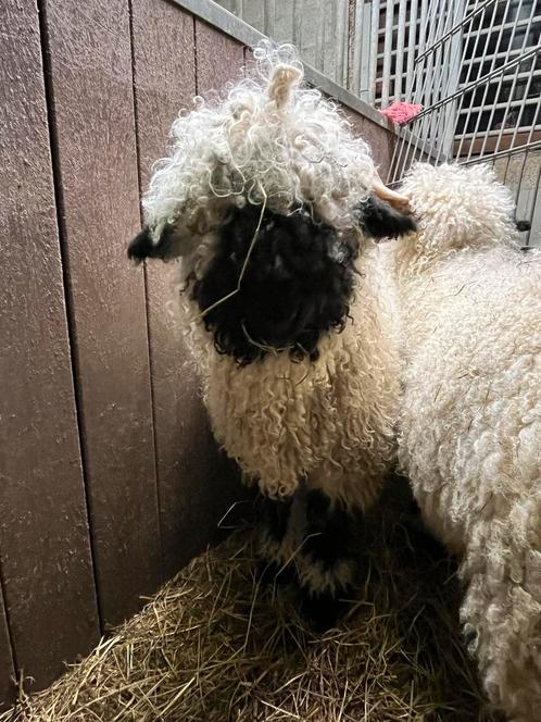 Stamboek Walliser schwartznase rammen, Dieren en Toebehoren, Schapen, Geiten en Varkens, Schaap, Mannelijk