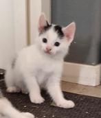 Lieve makke kitten, Dieren en Toebehoren, Katten en Kittens | Overige Katten, Kater, Kortharig, 0 tot 2 jaar