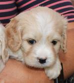 Cavapoo pups, Dieren en Toebehoren, Honden | Chihuahua's en Gezelschapshonden, Nederland, Overige rassen, 8 tot 15 weken, Meerdere